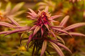 Cannabis Seeds Kentucky Your Comprehensive Guide to Growing in the Bluegrass State