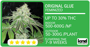 Discovering Quality and Affordable Options for Cheap Cannabis Seeds